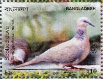 Spotted Dove (Streptopelia chinensis)