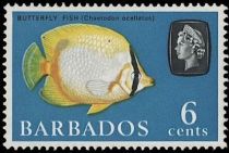 Spotfin Butterflyfish (Chaetodon ocellatus)