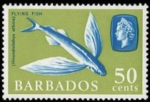 Fourwing Flyingfish (Hirundichthys affinis)