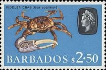 Fiddler Crab (Uca vocans)