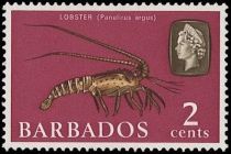 Caribbean Spiny Lobster (Panulirus argus)