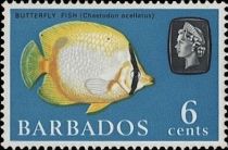 Spotfin Butterflyfish (Chaetodon ocellatus)