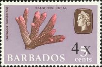 Staghorn Coral (Acropora cervicornis) overprinted