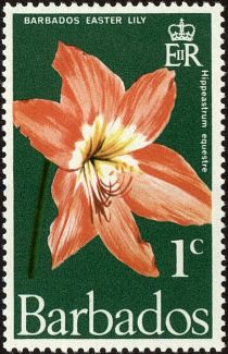 Barbados Easter Lily (Hippeastrum equestre)