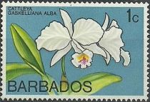 Cattleya gaskelliana (syn.Cattleya gaskelliana var. alba)