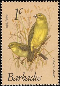 Grass Canary (Sicalis luteola)