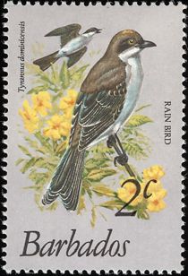 Rain Bird (Tyrannus dominicensis)