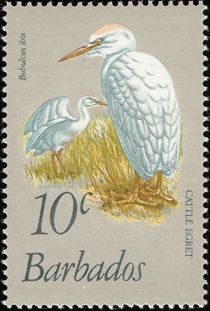 Cattle Egret (Bubulcus ibis)