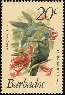 Antillean Crested Hummingbird (Orthorhyncus cristatus)