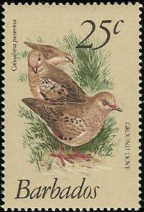 Common Ground Dove (Columbina passerina)