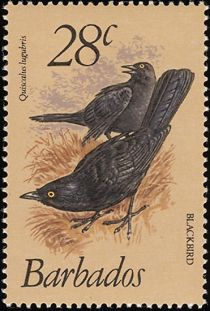 Blackbird (Quiscalus lugubris)