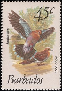 Wood Dove (Zenaida aurita)