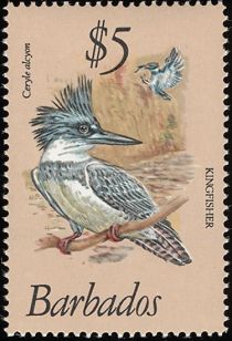 Belted Kingfisher (Ceryle alcyon)