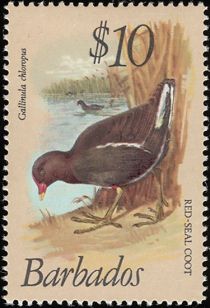 Red-Seal Coot (Gallinula chloropus)