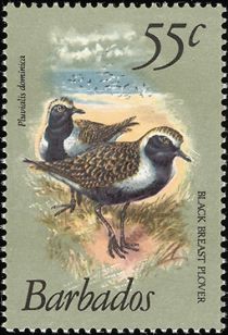 Black-breast Plover (Pluvialis dominica)