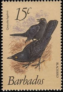 Blackbird (Quiscalus lugubris)