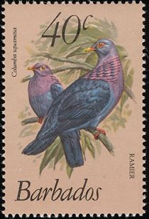 Ramier (Columba squamosa)