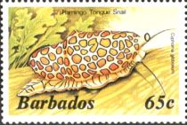 Flamingo Tongue Snail (Cyphoma gibbosum)