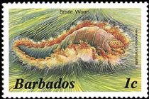 Bristle Worm (Hermodice carunculata)