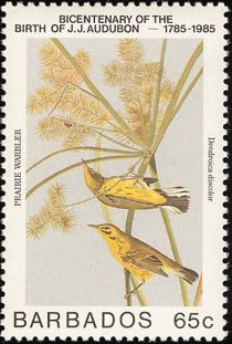 Prairie Warbler (Dendroica discolor)