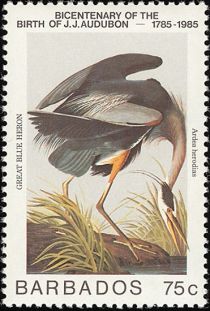 Great Blue Heron (Ardea herodias)