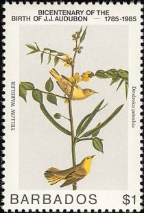 Yellow Warbler (Dendroica petechia)