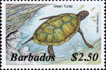 Green Sea Turtle (Chelonia mydas)