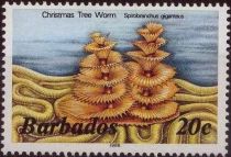 Christmas Tree Worm (Spirobranchus giganteus)