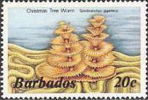 Christmas Tree Worm (Spirobranchus giganteus)