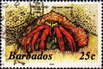 Scarlet Reef Hermit Crab (Paguristes cadenati)