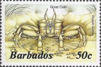 Atlantic Ghost Crab (Ocypode quadrata)