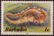 Bristle Worm (Hermodice carunculata)