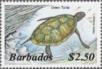 Green Sea Turtle (Chelonia mydas)