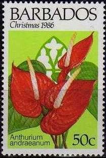 Anthurium andraeanum