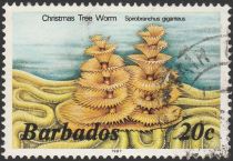 Christmas Tree Worm (Spirobranchus giganteus)