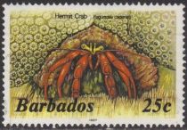 Scarlet Reef Hermit Crab (Paguristes cadenati)