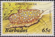 Flamingo Tongue Snail (Cyphoma gibbosum)