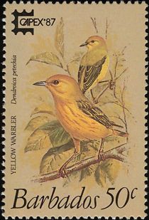 Yellow Warbler (Dendroica petechia)