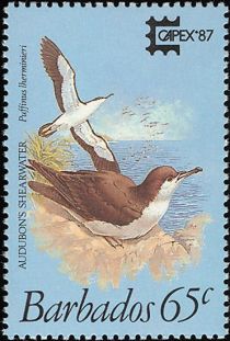 Audubon's Shearwater (Puffinus lherminieri)