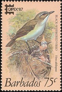 Black-whiskered Vireo (Vireo altiloquus)