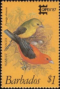 Scarlet Tanager (Piranga olivacea)