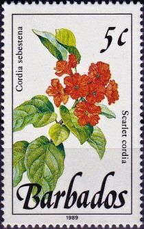 Scarlet cordia (Cordia sebestena)