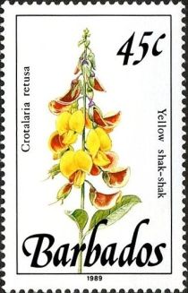 Yellow shak-shak (Crotalaria retusa)