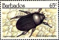 Black Hardback Beetle (Ligyrus tumulosus)