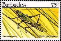 Green Grasshopper (Neoconocephalus sp.)