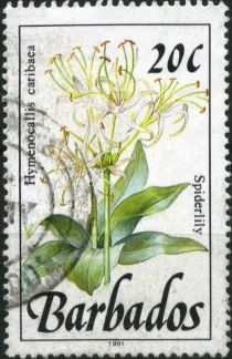 Spiderlily (Hymenocallis caribaea)