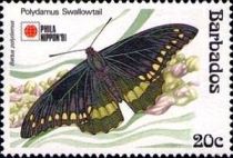 Polydamas Swallowtail (Battus polydamas)