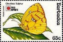 Cloudless Sulphur (Phoebis sennae)