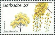 Golden Shower Tree (Cassia fistula)