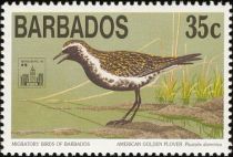 American Golden-Plover (Pluvialis dominica)